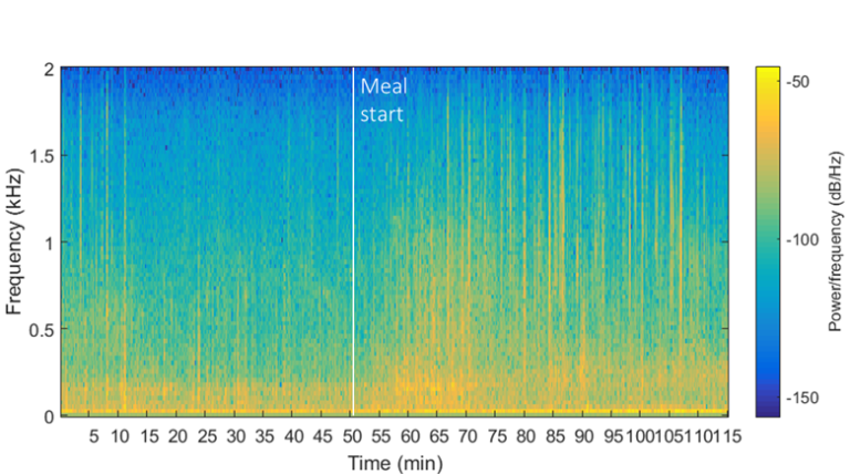 Feasibility of Early Meal Detection Based on Abdominal Sound