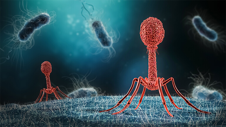 Phage infecting bacteria close-up