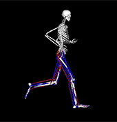 Full Body Musculoskeletal Model for Muscle-Driven Simulation of Human Gait