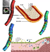 Prediction of Atherosclerotic Plaque Development in an In Vivo Coronary Arterial Segment Based on a Multilevel Modeling Approach