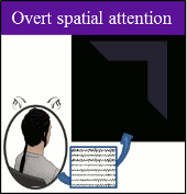 3-Dimensional Brain-Computer Interface Control through Simultaneous Overt Spatial Attentional and Motor Imagery Tasks