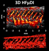 In vivo Visualization of Vasculature in Adult Zebrafish by High Frequency Ultrafast Ultrasound Imaging