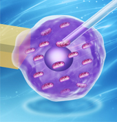 Achieve Automated Organelle Biopsy on Small Single Cells Using a Cell Surgery Robotic System