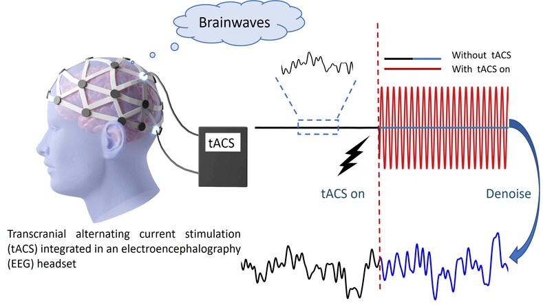 Removal of Transcranial Alternating Current Stimulation EEG Artifacts Using  Blind Source Separation and Wavelets - IEEE Transactions on Biomedical  Engineering (TBME)