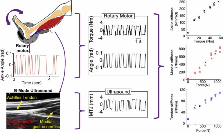 Simultaneous quantification of ankle, muscle, and tendon impedance in humans