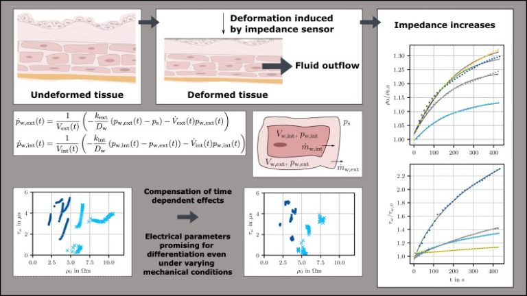 Enhancing Tissue Impedance Measurements through Modeling of Fluid Flow During Viscoelastic Relaxation