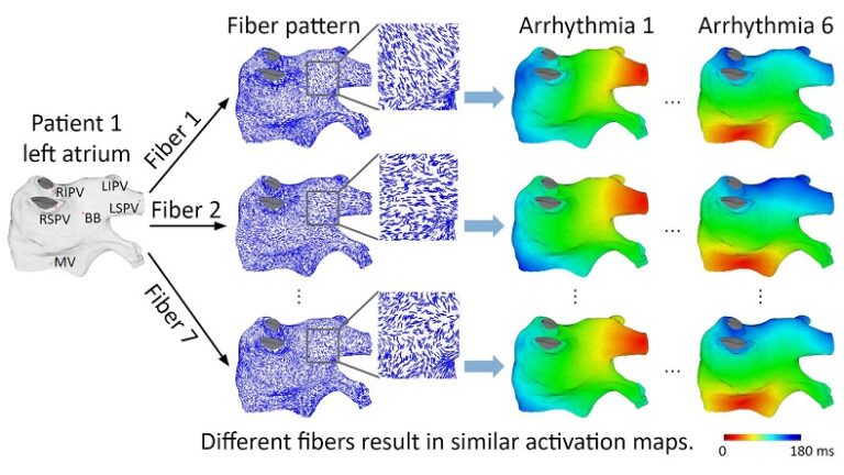 Fiber Organization Has Little Effect on Electrical Activation Patterns During Focal Arrhythmias in the Left Atrium