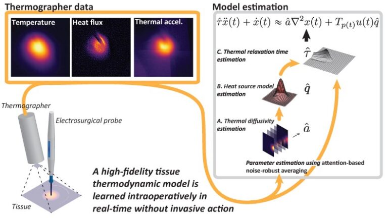 Minimally Invasive Live Tissue High-fidelity Thermophysical Modeling using Real-time Thermography