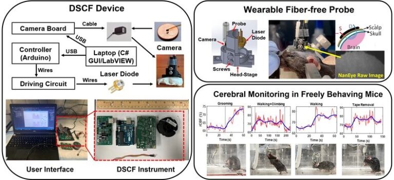 A Wearable Fiber-Free Optical Sensor for Continuous Monitoring of Cerebral Blood Flow in Freely Behaving Mice