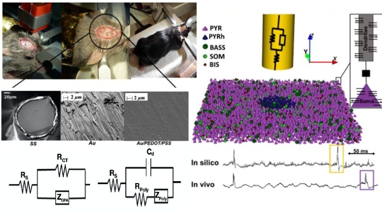 Improving Fast Ripples Recording with Model-Guided Design of Microelectrodes
