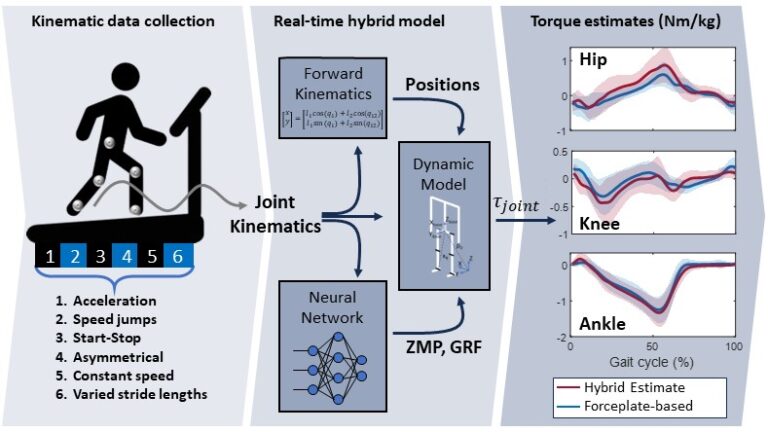 Accurate Real-Time Joint Torque Estimation for Dynamic Prediction of Human Locomotion