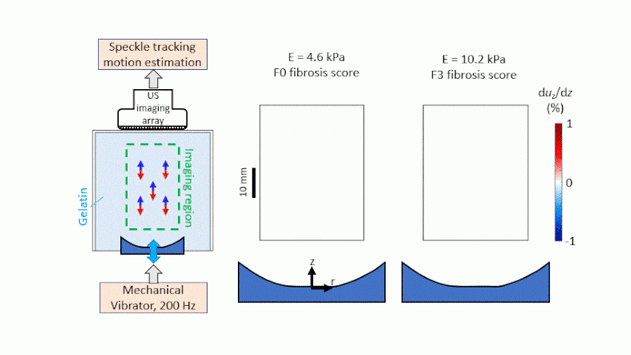 Focused shear wave beam propagation in tissue-mimicking phantoms