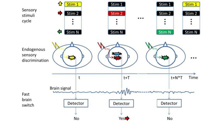 Endogenous Sensory Discrimination and Selection by a Fast Brain Switch for a High Transfer Rate Brain-Computer Interface