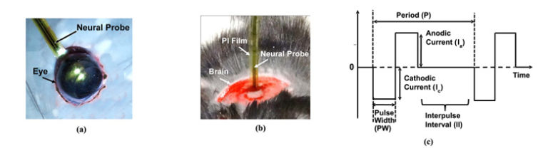 Neural Probes with Integrated Temperature Sensors for Monitoring Retina and Brain Implantation and Stimulation