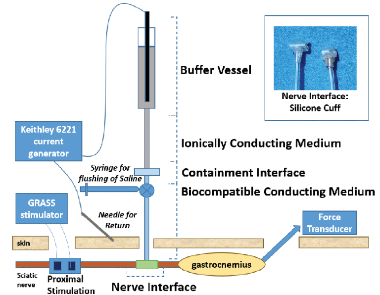 A Carbon Slurry Separated Interface Nerve Electrode for Electrical Block of Nerve Conduction