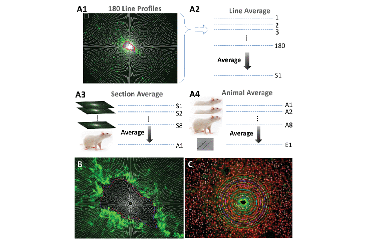 Precise Tubular Braid Structures of Ultrafine Microwires as Neural Probes: Significantly Reduced Chronic Immune Response and Greater Local Neural Survival in Rat Cortex
