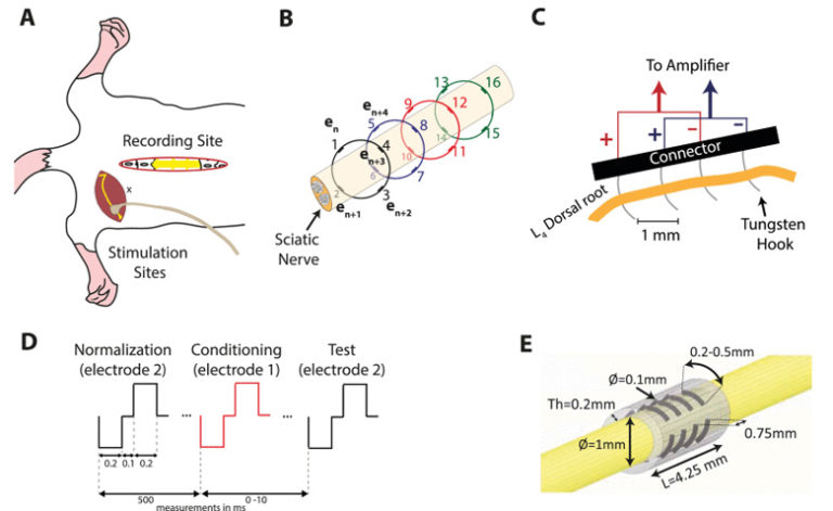 Temporal Modulation of the Response of Sensory Fibers to Paired-Pulse Stimulation