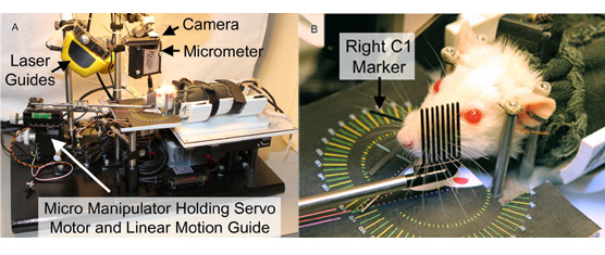 A System for Delivering Mechanical Stimulation and Robot-Assisted Therapy to the Rat Whisker Pad During Facial Nerve Regeneration