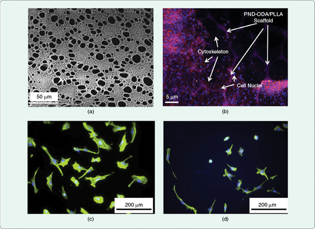 FIGURE 2 Examples of nanodiamonds used for bone tissue engineering: (a) the SEM image of a porous octadecylamine-functionalized PND/PLLA nanocomposite, (b) the clear fluorescence of the nanocomposite scaffold seen in the background of osteoblasts after three days of culture (modified from [2] with permission) and (c) enhanced osteoblast proliferation on –NH2 modified NCD films (with higher surface energy) compared to (d) osteoblast proliferation on unmodified NCD films (with lower surface energy).