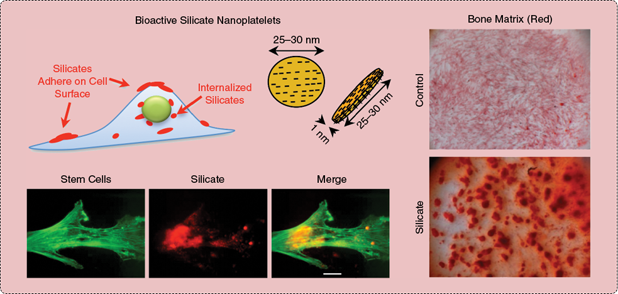 FIGURE 2 Disc-shaped silicate nanoplatelets induce osteogenic differentiation of human mesenchymal stem cells in the absence of any osteoinductive factor. (Figure adapted with permission from [10].)