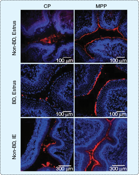 FIGURE S5 In vivo images illustrate the superior diffusion of MPPs over CPs. The images contrast the particle distribution of red fluorescent nonbiodegradable (non-BD) and biodegradable (BD) CP and MPP in transverse cryosections of estrus phase and induced estrous (IE) phase mouse vaginal tissue. (Image used with permission from [S1].)
