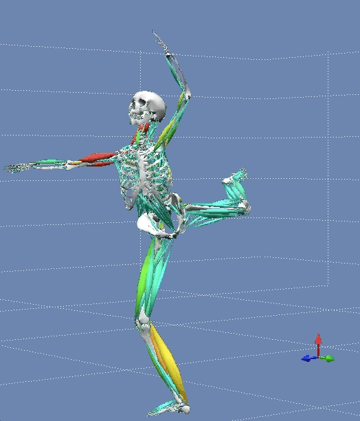 Once a dancer’s basic movements are mapped in Bronner’s motion capture lab, she applies her results to a digital simulation of musculature to determine areas of high impact.