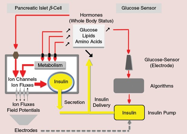 FIGURE 1: Sensing the demand in insulin: Biological sensors versus an electrochemical sensor. Pancreatic beta-cells (left) sense the insulin demand in response to nutrients and hormones, whereas glucose-sensing electrodes (right) respond only to glucose.