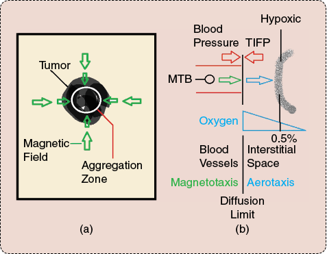 FIGURE 3: Targeting and delivering therapeutics to the hypoxic regions of a solid tumor is possible with the MC-1 bacteria. A special platform, the magnetotaxis system, generates an artificial pole within a three-dimensional (3-D) volume (aggregation zone) at the region to be treated. A directional magnetic field [green arrows in (a)] induces a directional torque on the chain of MNPs embedded in the bacteria that causes them to swim toward the tumor. As depicted schematically in (b), adjusting the aggregation zone appropriately where magnetotaxis is replaced by aerotaxis, entails the bacteria to swim past the diffusion limit of conventional drug molecules and to seek the hypoxic zones by swimming through the tumor interstitial space while being guided by a gradient of decreasing oxygen concentration before releasing the therapeutics in hypoxic regions characterized by approximately 0.5% oxygen.
