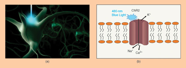 (a) An illustration shows light controlling neuronal activity. (b) Blue light activates the ChR2 channel, allowing Na+ and Ca2+ to enter the cell membrane. ((a) Reprinted by permission from MacMillan Publishers, LTD, <i>Nature Neurosci.</i>, vol. 13, no. 1, 2010.)