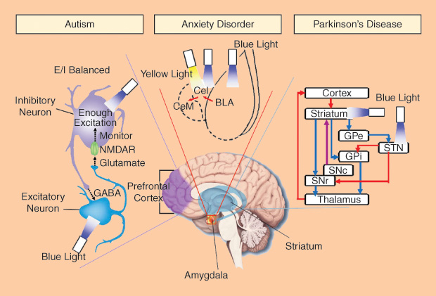 Optogenetics has been used broadly to understand the mechanisms of different neural circuitry in healthy and disordered brains. Here, the applications on the study of autism, anxiety disorder, and PD are reviewed. (Chart of the amygdala is reprinted by permission from MacMillan Publishers, LTD., <i>Nature</i>, vol. 471, no. 7338, 2011.)