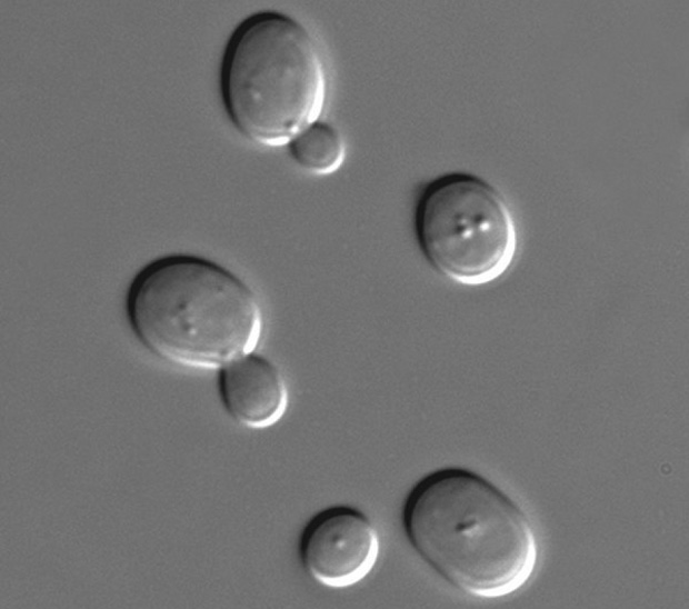 Saccharomyces cerevisiae, or baker’s yeast, is a model organism for the study of eukaryotic cells, and it exhibits altered gene expression and behavior in microgravity. (Image courtesy of NASA.)