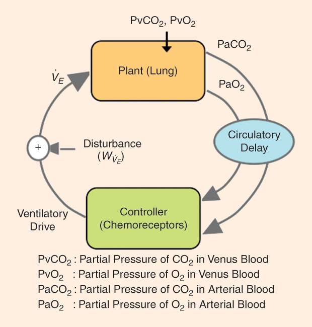 FIGURE 1: A schematic diagram of the closed-loop respiratory control system. the plant represents the gas-exchange system. the input to the plant is level of ventilation (VE) o and the partial pressure of blood gasses in venus blood (taken as constant), and the output is the arterial gas tension (PvCO2 and PvO2) . the delay term represents the circulatory time delay between the lungs and chemoreceptors and the delay associated with the mixing of co2 and o2 with the existing level in the heart and arteries. the controller represents the aggregate response of the respiratory pattern generator to its inputs (including chemoreceptor outputs, higher congnitive inputs, wakefulness/sleep-stage-related drives, etc.). the (frequency-dependent) product of the various components around the loop (plant, delay, and controller) is known as the loop gain of the system. A high loop gain describes a system that is intrinsically unstable, whereas a low loop gain describes a more stable system.