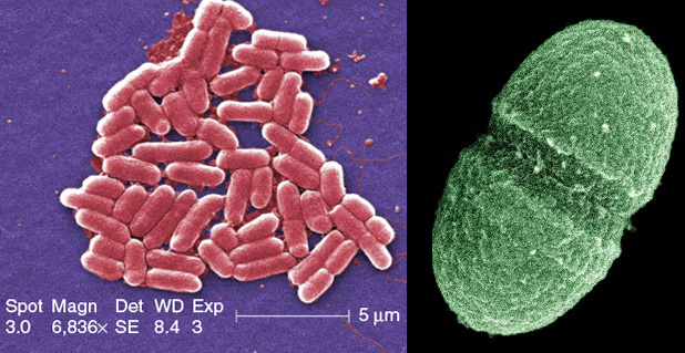 Left: When most people think of microbes, they picture disease-related bacteria such as Escherichia coli, shown here in this colorized scanning electron micrograph. Most microbes, however, are harmless, and many are vital to health. (Photo courtesy of Janice Haney Carr, Centers for Disease Control and Prevention.) Right: Interspersed among the 37 trillion cells of the human body are at least ten times as many microbes. Many are harmless and potentially helpful, such as the bacterium Enterococcus faecalis (shown here), which resides in the human gut. (Photo courtesy of the U.S. Department of Agriculture.)