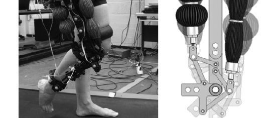 Human–Robot Interaction: Kinematics and Muscle Activity Inside a Powered Compliant Knee Exoskeleton