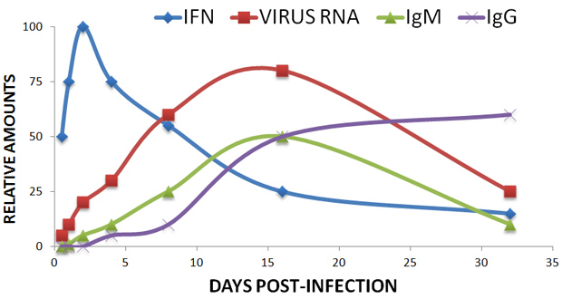 Graphical representation of the relationships between the innate immune response by IFNs and the adaptive immune response by IgM and IgG in response to a virus infection and resulting viral RNA levels.