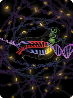 An illustration of the novel genetic editing tool CRISPR at work. Emerging genetic technologies will pose difficult ethical dilemmas for reproductive specialists and embryologists. (Image courtesy of Jennifer Doudna, UC