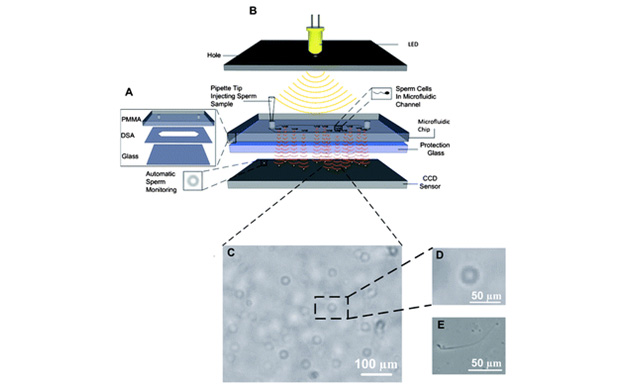Figure 1. Schematic of a lensless CCD system for imaging sperm in microchannels. (A) Assembly of microchips using PMMA, DSA, and glass coverslip. (B) The lensless CCD system coupled with microchips for sperm tracking. (C) Shadow image of sperm in a microchip obtained using the lensless CCD system. Scale bar is 100 mm. (D) Magnified shadow image of a spermatozoa (C). Scale bar is 50 mm. (E) Microscopic image of sperm at 10x objective. Scale bar is 50 mm (Reproduced from Ref. Zhang et al. 2011with permission from The Royal Society of Chemistry).