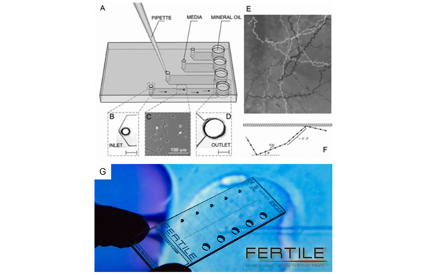 Figure 2. A schematic of space-constrained microfluidic sorting (SCMS) system. (A) The SCMS microchip has different channel lengths for effective sperm sorting. (B) A microscope image of the inlet under a 2X objective. (C) A microscope image of a microchannel under a 10X objective. (D) A microscope image of the outlet under a 2X objective. Scale bars for the channel inlets and outlets are 1 cm. (E) Sperm tracking with the aid of ImageJ (NIH). (F) A schematic of the trajectory of a sperm (Reproduced from Ref. Tasoglu et al. 2013 with permission). (G) FERTILE-ICSI product.