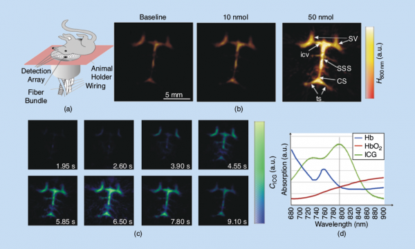 Five-dimensional imaging of mouse brain perfusion in vivo: (a) the layout of the experimental setup and (b) the single-wavelength images (maximal intensity projection along the depth direction) acquired before and after the injection of the ICG contrast agent. The results for two different concentrations are shown. When 10 nmol of ICG is injected, the contrast agent cannot be easily distinguished from the background blood absorption. Different structures in the mouse brain are indicated in the figure: the supraorbital veins (SV), inferior cerebral vein (iCV), superior sagittal sinus (SSS), confluence of sinuses (CS), and transverse sinus (tS). (c) A time series of images after spectral unmixing of multiwavelength data, taken for the 10-nmol experiment, clearly reveals the inflow of the agent in vivo and in real time. (d) The spectral excitation profile of several chromophores used for linear unmixing operations for identifying the molecular constitution of the tissue and the presence of the contrast medium. (Figure adapted in parts from [6].)