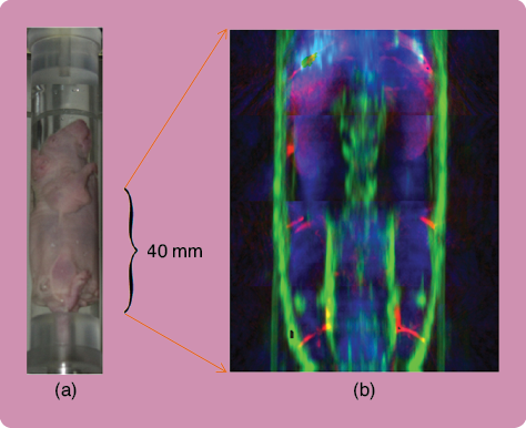 (a) a nude mouse placed inside the tube and (b) a PA/TA/US coregistered image of the mouse. Here, red is PA, blue is TA, and green is US data. (Figure reproduced with permission from [4].)