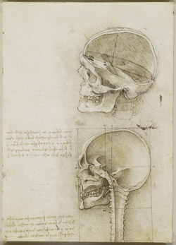 Recto: A skull sectioned. Verso: A cranium sectioned