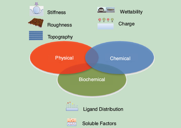 FIGURE 1 - Some of the most relevant physical, chemical, and biochemical characteristics of biomaterials known to exert a profound influence on cell fate and functions. These characteristics can be significantly altered in the biological environment. The design of functional materials for in vivo application must take into account these aspects.