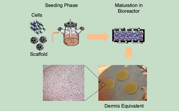 FIGURE 2 - Bottom-up approach for the in vitro production of dermis equivalent tissues. In the seeding phase, dermal fibroblasts are anchored to porous microscaffolds in a spinner flask. Cell-seeded microparticles are allowed to self-assemble within a bioreactor. After few days of culture, thick tissues displaying morphological features similar to natural dermis can be harvested.