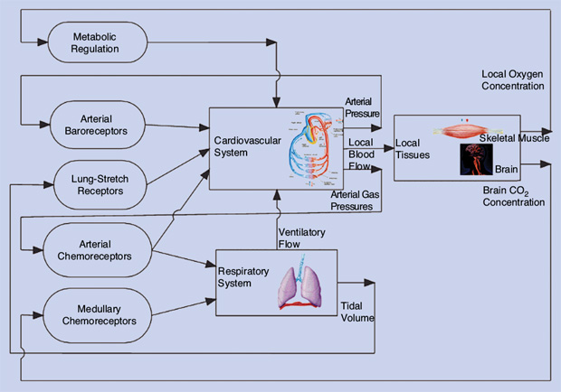 FIGURE 4 - The main factors operating in concert in the closed-loop cardiorespiratory system. The controlled system is composed of the heart and vessels, lungs, and peripheral tissues. Several feedback mechanisms operate on it to maintain the vital quantities adequate to metabolism and function CO2: carbon dioxide.