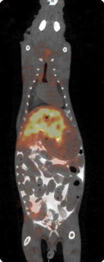 FigUrE 2 Imaging amyloid in a mouse. (Image courtesy of the Actp, University of tennessee medical center.)