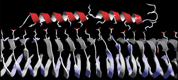 Figure 3 - A model of p5+14 binding to amyloid fibril. (Image courtesy of Jonathan Wall, University of Tennessee Medical Center.)