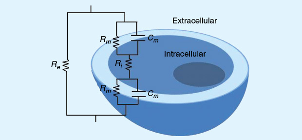 Figure 2 A model of cell bioimpedance (Re, extracellular resistance, Rm, membrane resistance, Ri, intracellular resistance, and Cm, membrane capacitance).