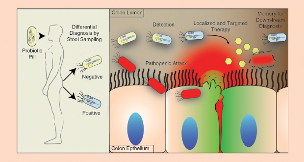 Way’s research group is engineering E. coli to sense, record, respond to, and remember an environmental signal in the gut. Such work has potential applications in therapy. In this schematic, engineered probiotic E. coli colonize the intestine and, once they detect a pathogenic attack, release a targeted therapy. (Figure courtesy of the Wyss Institute at Harvard University.)