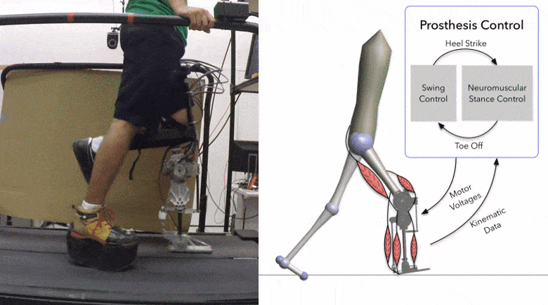 Toward Balance Recovery with Leg Prostheses using Neuromuscular Model Control
