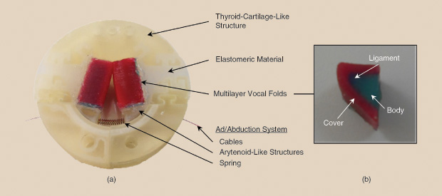 Figure 3: (a) The larynx simulator and (b) a close-up of the multilayer vocal folds cross section.